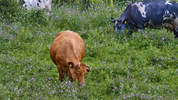 Two cows grazing on a flowering meadow, farm animals, Mani Peninsula, Peloponnese, Greece, Europe