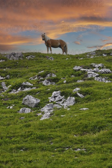 Haflinger, Ebbs, Tyrol, Austria, Europe, KI generated, Europe