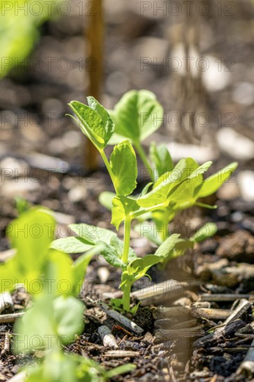 Young pea (Pisum sativum) in spring, Ternitz, Lower Austria, Austria, Europe