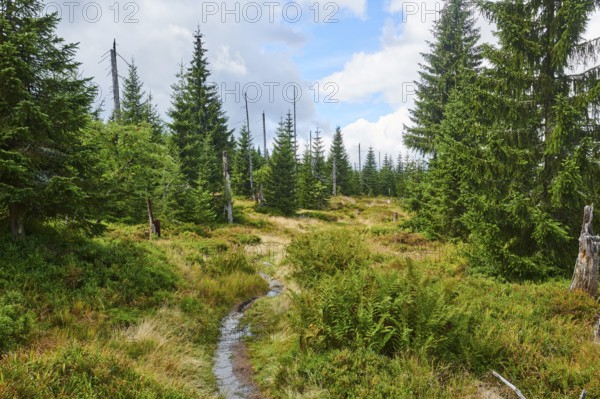 Vegetation with Norway spruce (Picea abies), colored European blueberry (Vaccinium myrtillus) and