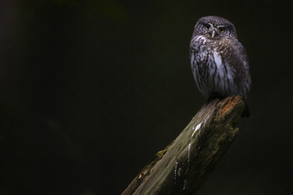 Pygmy Owl (Glaucidium passerinum), Bavarian Forest National Park, Bavaria, Germany, Europe