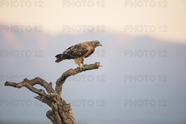 Juvenile Iberian Eagle, Spanish Imperial Eagle (Aquila adalberti), Extremadura, Castilla La Mancha,