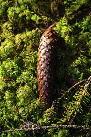 A pine cone rests on a bed of green moss in the forest, Unterhaugstett, Black Forest, Germany,