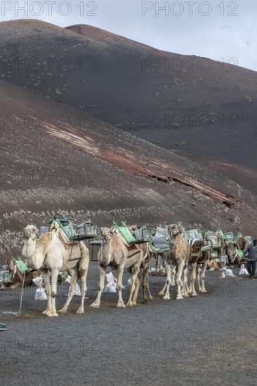 Dromedaries (Camelus dromedarius), Lanzarote, Canary Islands, Spain, Europe