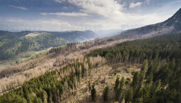 Forest, forest dieback, dead spruce trees due to drought and bark beetle, aerial photograph, AI