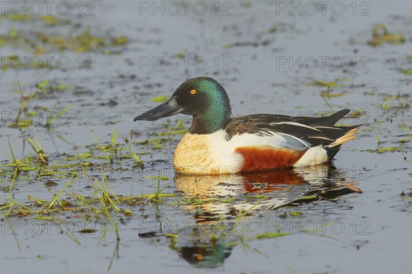 Shoveler (Spatula clypeata) in a wet meadow, spring, wildlife, Hüde, Ochsenmoor, Lake Dümmer, Hüde,