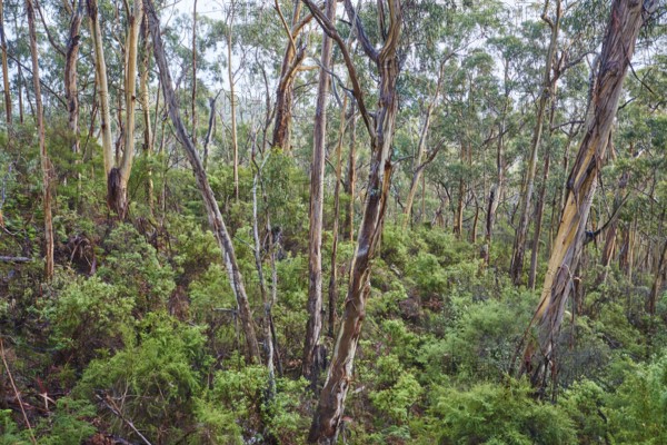 Landscape of a Gum tree (Eucalyptus) forest in spring, Koala Cove, Great Otway National Park,