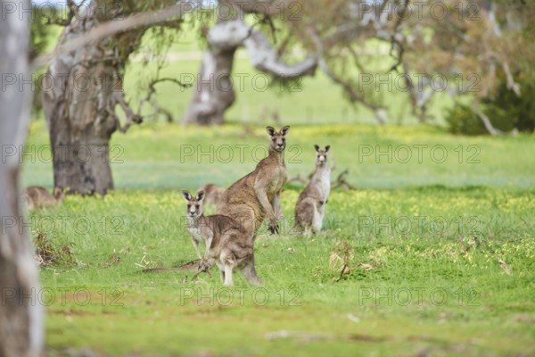 Eastern grey kangaroos (Macropus giganteus) wildlife on a meadow in Australia