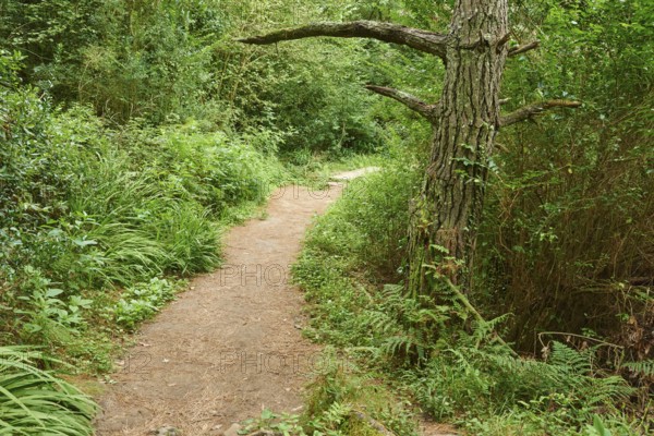Walking path going through the forest to Donostia San Sebastian at the Camino del Norte, coastal