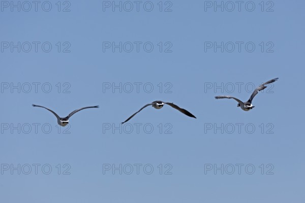 Barnacle geese (Branta leucopsis) in flight over the Elbe near Brokdorf, Schleswig-Holstein,