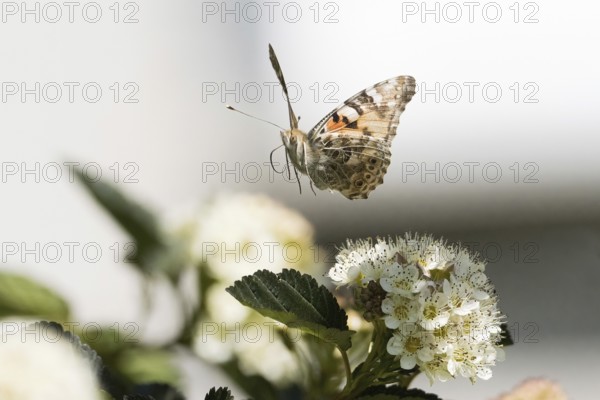A ladybird (Vanessa cardui) hovering over a flowering plant in bright surroundings, Hesse, Germany,