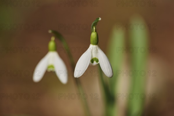 Close-up of a common snowdrop (Galanthus nivalis) flowering in a forest, Upper Palatinate, Bavaria,