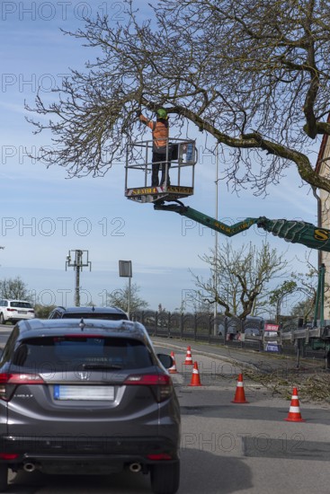 Cutting an overhanging tree on a road, Bavaria, Germany, Europe