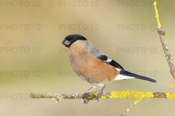 Eurasian bullfinch (Pyrrhula pyrrhula), female, sitting on a branch covered with lichen, Animals,