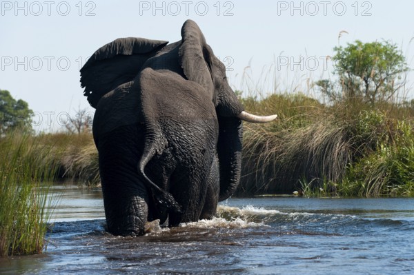 Elephant (Loxodonta africana), on the run, fear, danger, running, river, dangerous, wild animal,