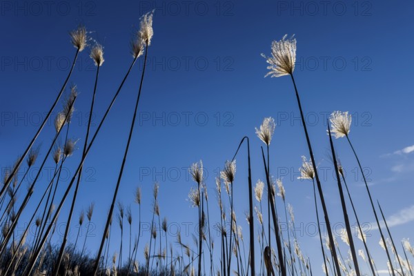 Miscanthus, (Miscanthus sinensis), Poaceae, Chinese reed, elephant grass, agriculture,