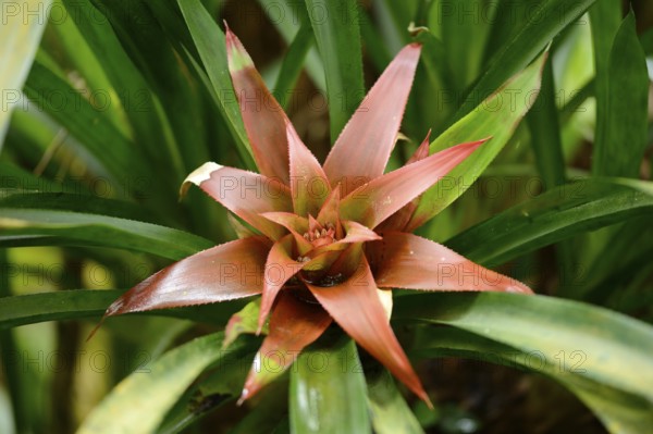 Close-up of blossom from a Nidularium innocentii