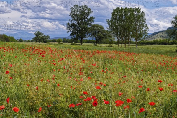 Flower meadow with red blooming poppies and trees in the landscape near Magliano de Marsi in the