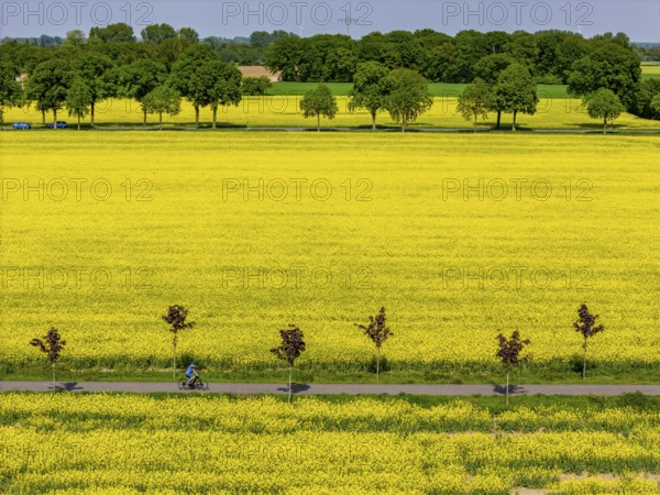 The avenue cycle path between Xanten and Marienbaum, Kalkar, on the Lower Rhine, former railway