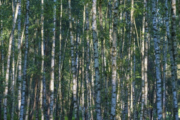 A densely overgrown birch forest with sunlight shining through the leaves in spring, Hesse,