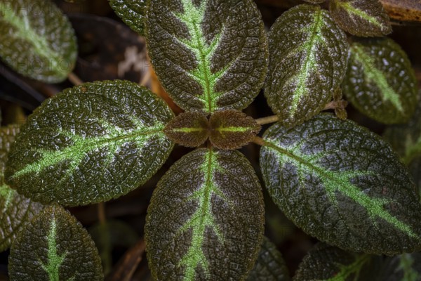 Shade tube (Episcia), leaves with light green veins, Tortuguero National Park, Costa Rica, Central