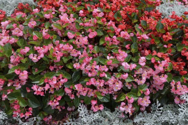 A bed of pink and red begonias, inflorescence
