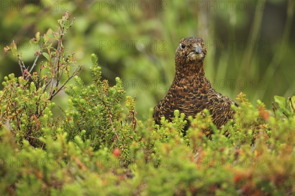 Willow ptarmigan (Lagopus lagopus) Hen, Lofoten, Norway, Scandinavia, Europe