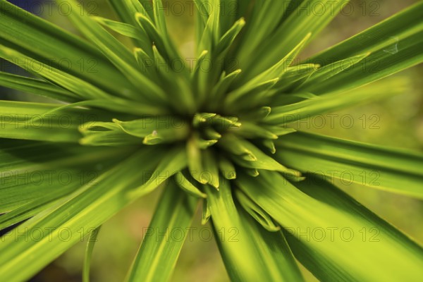 Details of a plant, Tortuguero National Park, Costa Rica, Central America