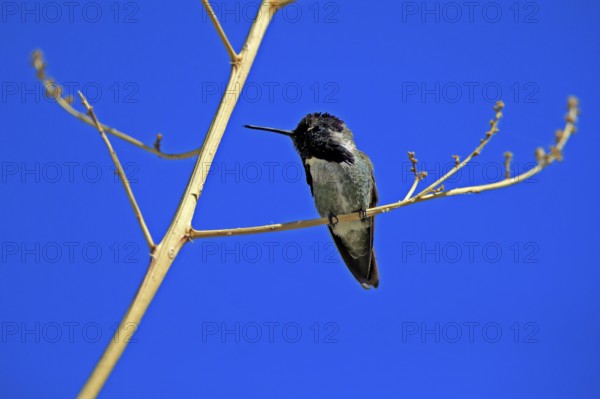 Costacolibri, (Calypte costae), adult, male, in perch, Sonora Desert, Arizona, North America, USA,