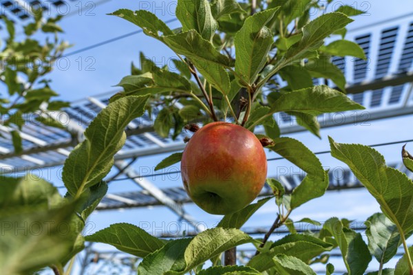 Agri-photovoltaic test plant, an apple tree plantation with two different systems of PV modules was