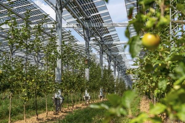 Agri-photovoltaic test plant, an apple tree plantation with two different systems of PV modules was