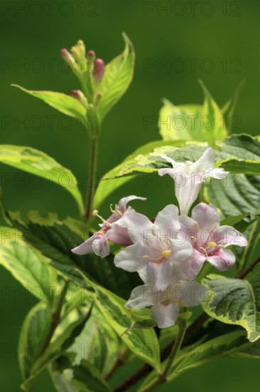 Weigelas (Weigela), flowering, flower, Ellerstadt, Germany, Europe