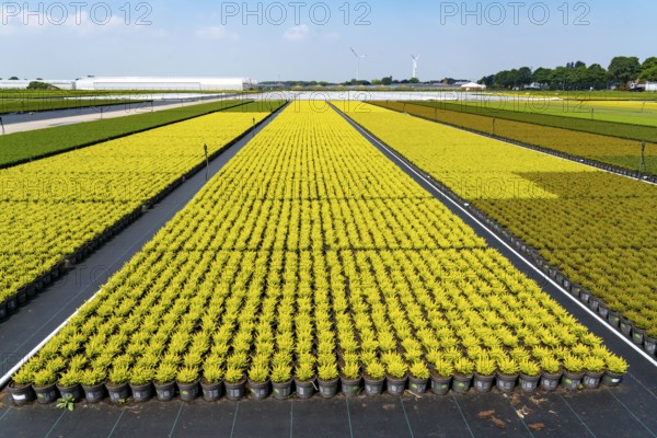Horticultural business, broom heather plants, in flower pots, outdoors, Calluna vulgaris, North