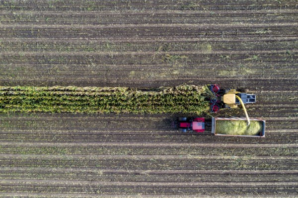Maize harvest, combine harvester, chopper works its way through a maize field, the silage is pumped