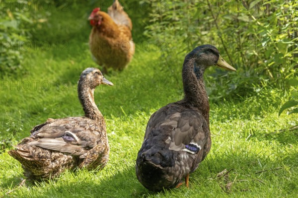 Ducks and chicken, Eime, Leinebergland, Lower Saxony, Germany, Europe