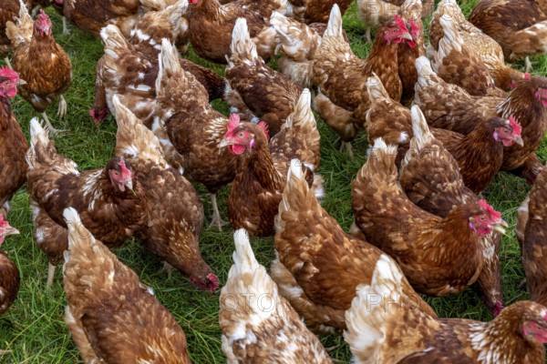 Chickens in a meadow, mobile housing, free-range chickens, free-range eggs, north of