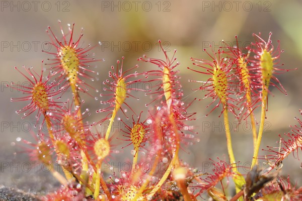 Oblong-leaved sundew (Drosera intermedia), several plants, nature reserve Aschendorfer Obermoor,