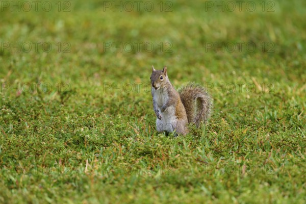 American grey squirrel (Sciurus carolinensis), sitting on a green meadow and looking around