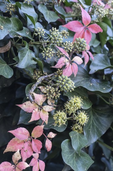 Wild Vine (Parthenocissus quinquefolia) in autumn leaves in front of ivy (Hedera helix), Speyer,