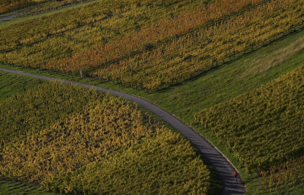 Bicycle, cyclist on road, path through vineyard, vines, vineyards, autumn colours, autumn, graphic,