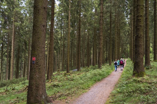 Hiking in the Sauerland, trail near Jagdhaus, Rothaarsteig district of Schmallenberg, North