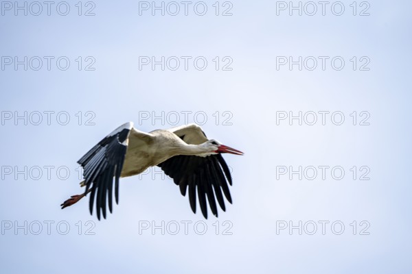 White storks, in the stork care centre Wesermarsch, near Berne, on the river Berne, up to 50 pairs
