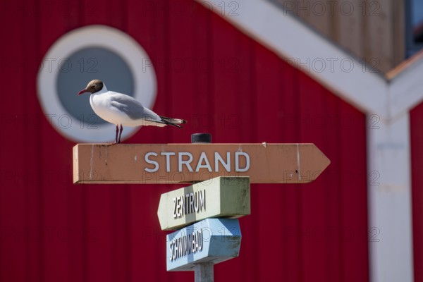 North Sea island Langeoog, signpost to the beach, seagull, Lower Saxony, Germany, Europe
