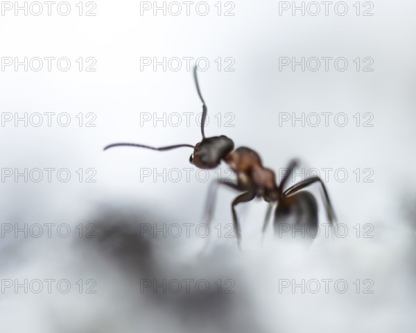 Wood ant (Formica) walking to the left, in motion, profile view, blurred background and foreground,