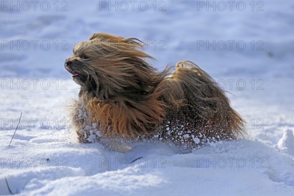 Lhasa Apso, Lhasa terrier, lion dog, Tibet, snow