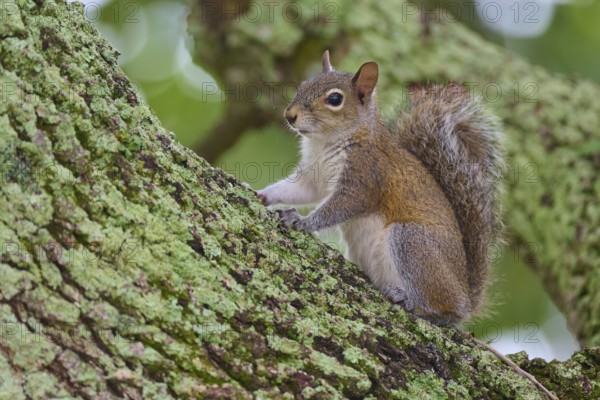 American grey squirrel (Sciurus carolinensis), sitting on a moss-covered tree trunk and looking