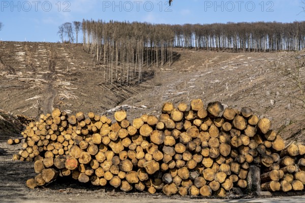 Cleared forest area north of the village of Öventrop, district of Arnsberg, dead spruce stands were