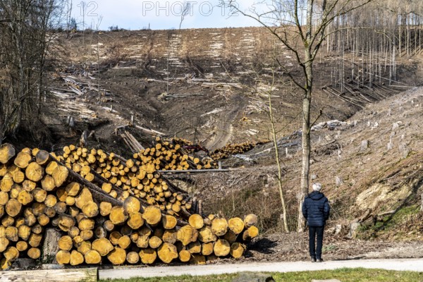 Cleared forest area north of the village of Öventrop, district of Arnsberg, dead spruce stands were