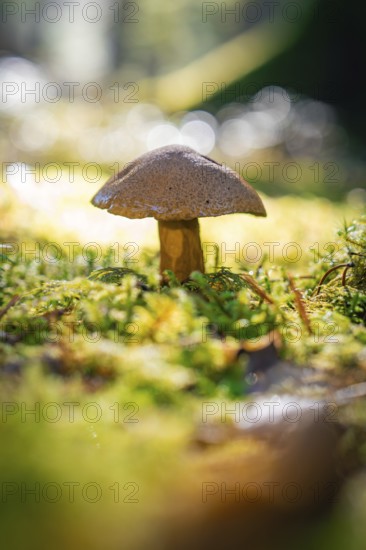 A single mushroom growing on a moss-covered forest floor in the soft light of the forest, Calw,