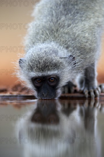 Vervet Monkey (Chlorocebus pygerythrus), adult, drinking, portrait, at the water, Kruger National